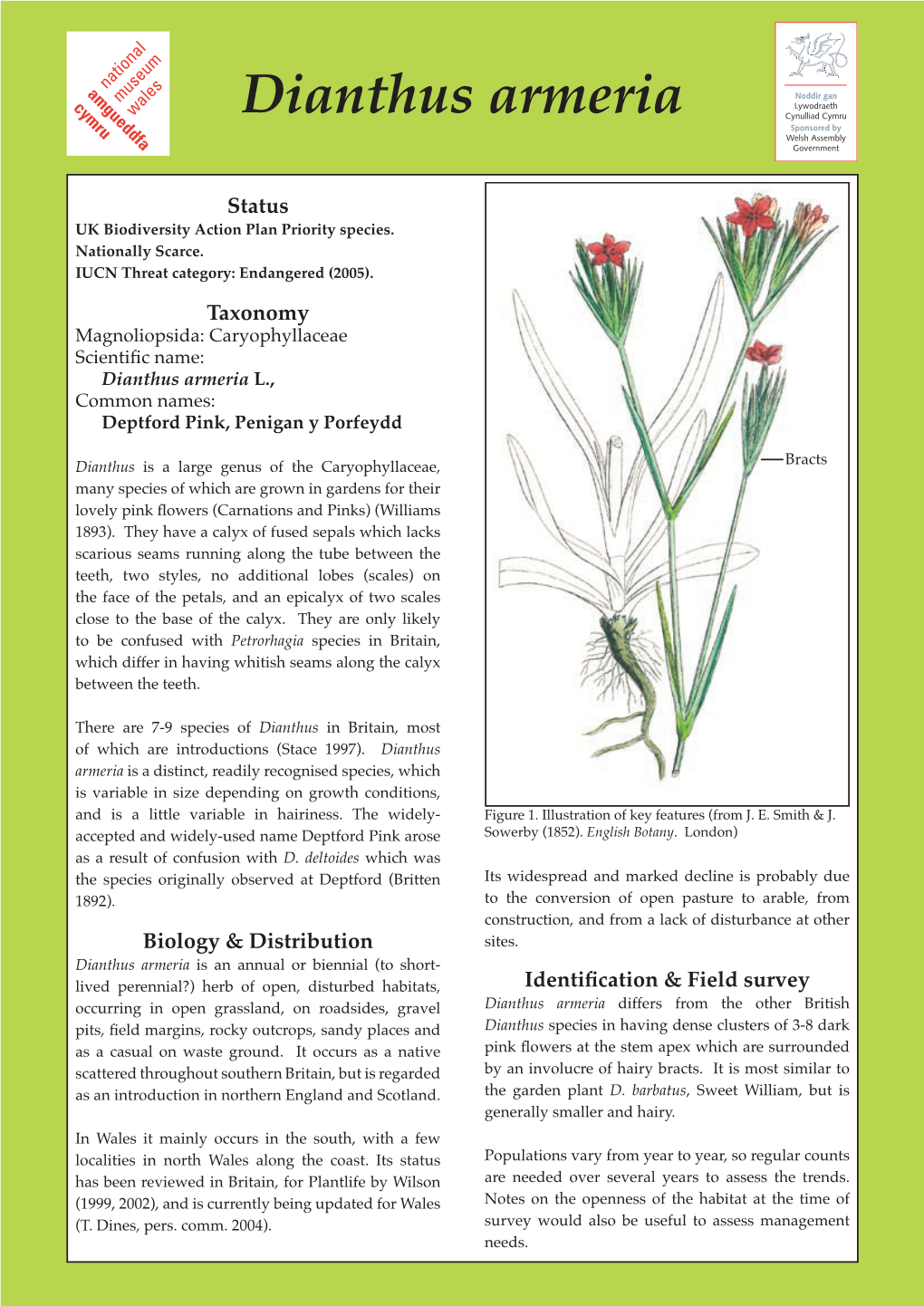 Dianthus Armeria