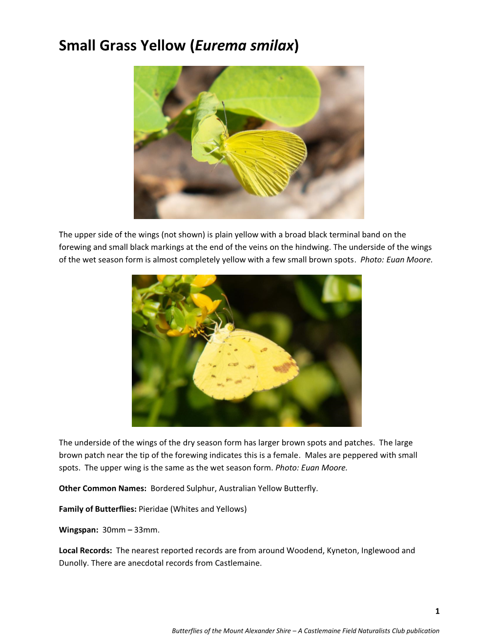 Eurema Smilax)