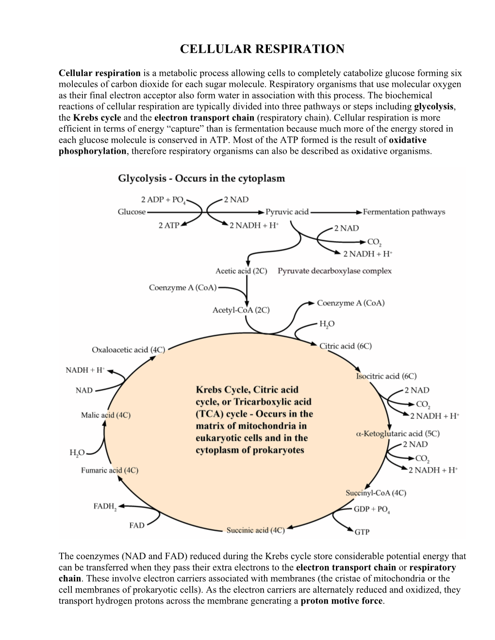 Cellular Respiration