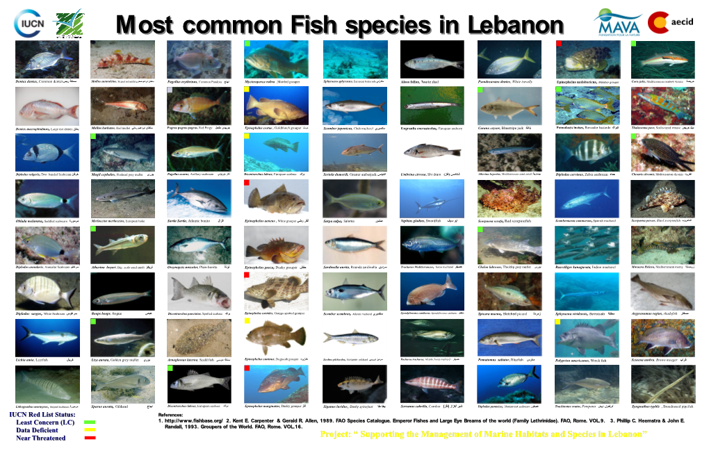 Most Common Fish Species in Lebanon