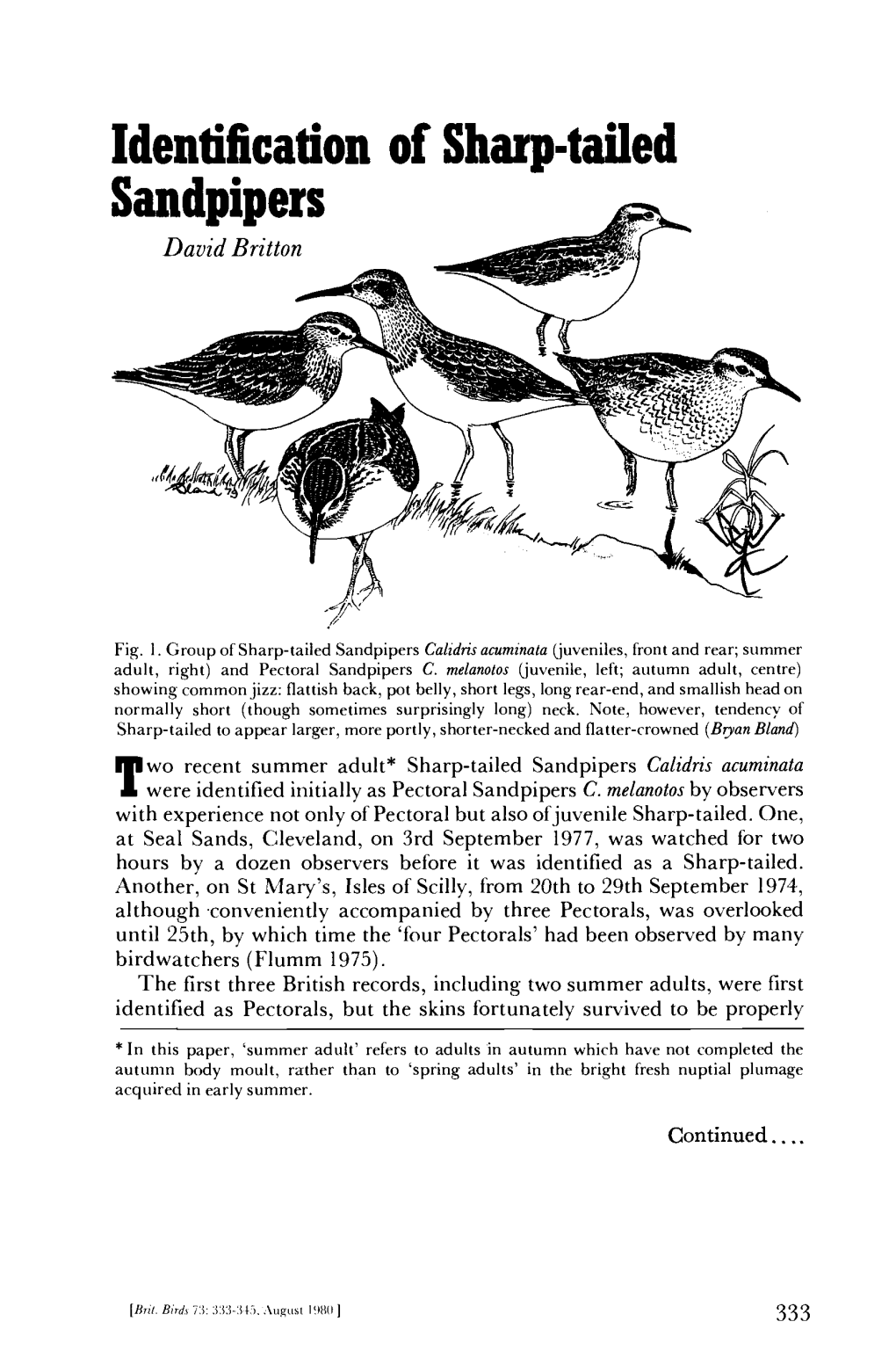 Identification of Sharp-Tailed Sandpipers David Britton