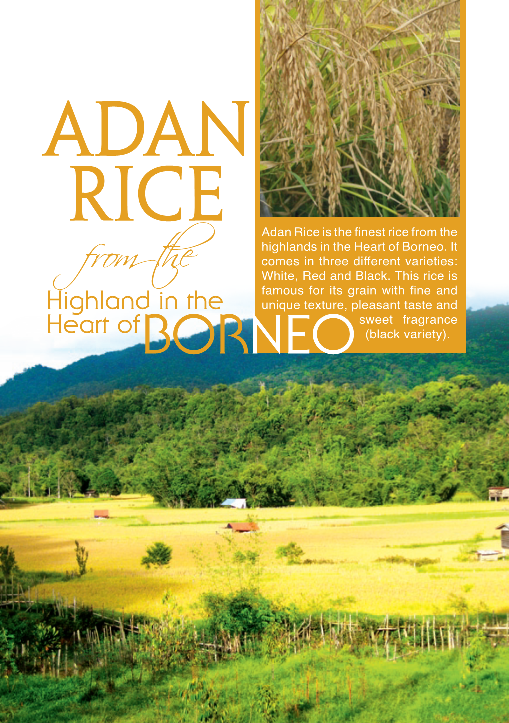 ADAN RICE Adan Rice Is the Finest Rice from the Highlands in the Heart of Borneo