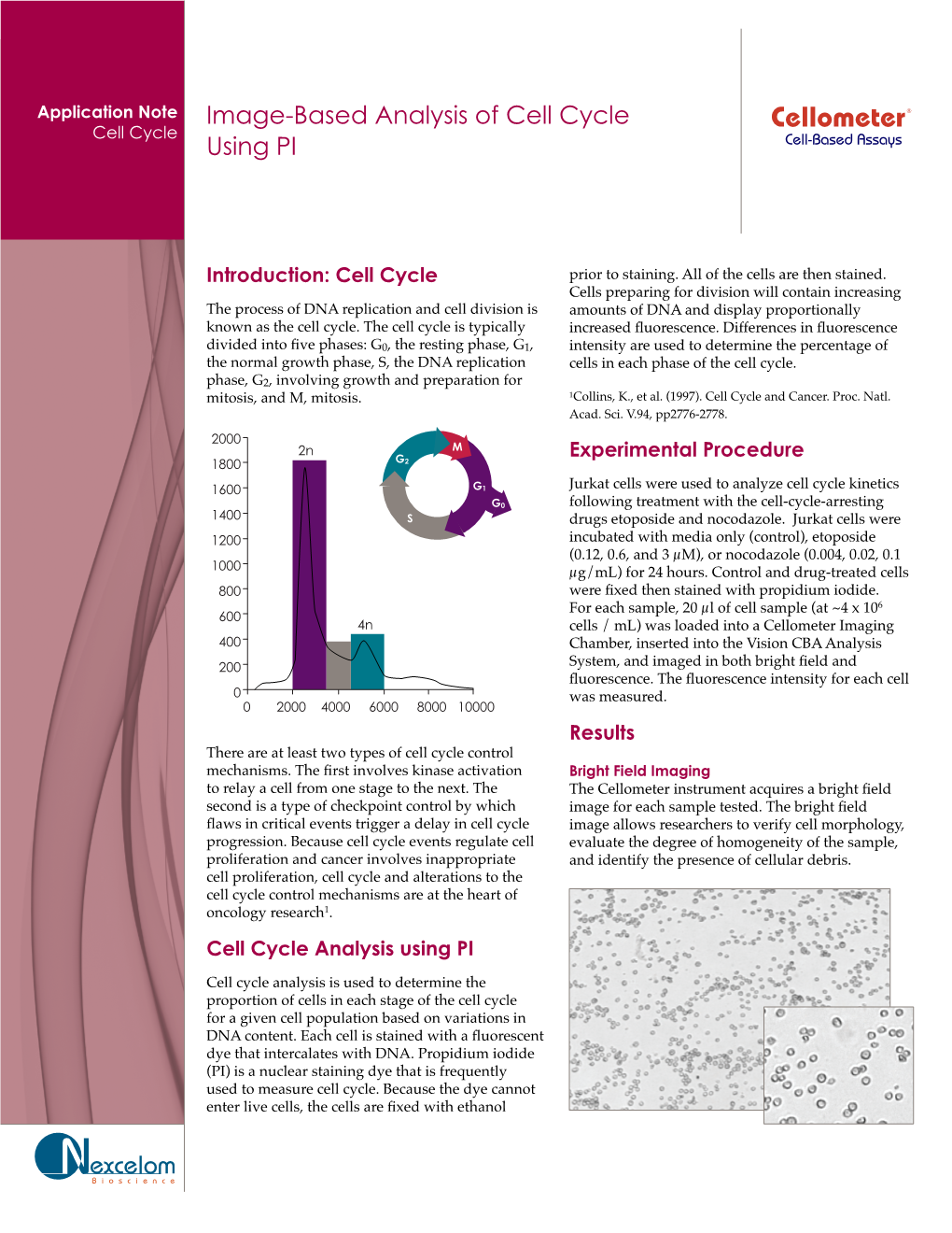 Image-Based Analysis of Cell Cycle Using PI