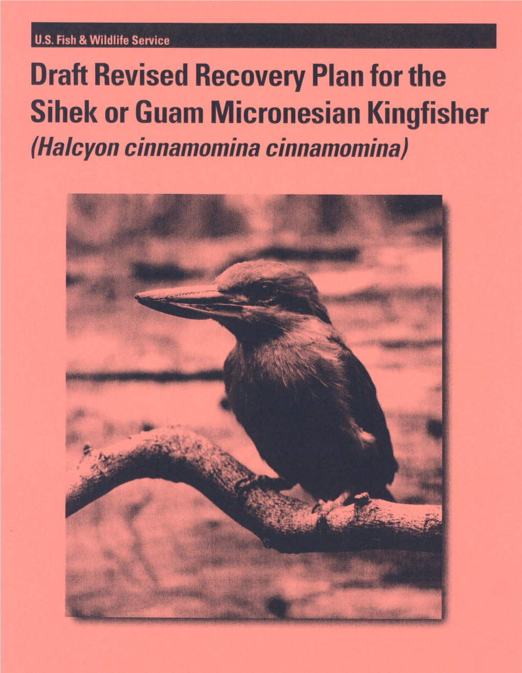 DRAFT REVISED RECOVERY PLAN for the SIHEK OR GUAM MICRONESIAN KINGFISHER (Halcyon Cinnamomina Cinnamomina)