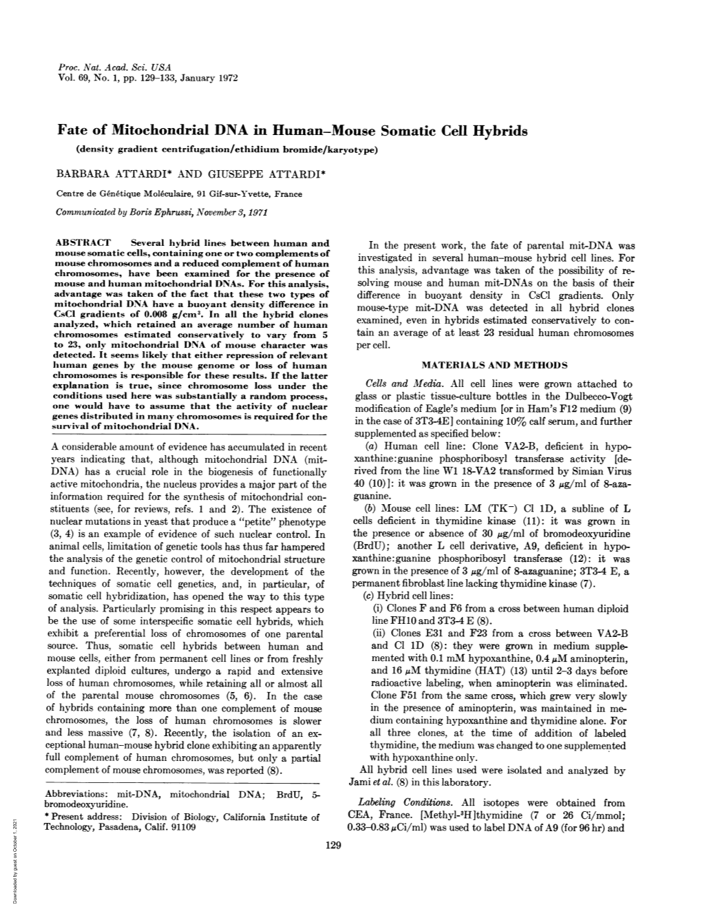 Fate of Mitochondrial DNA in Human-Mouse Somatic Cell Hybrids (Density Gradient Centrifugation/Ethidium Bromide/Karyotype)