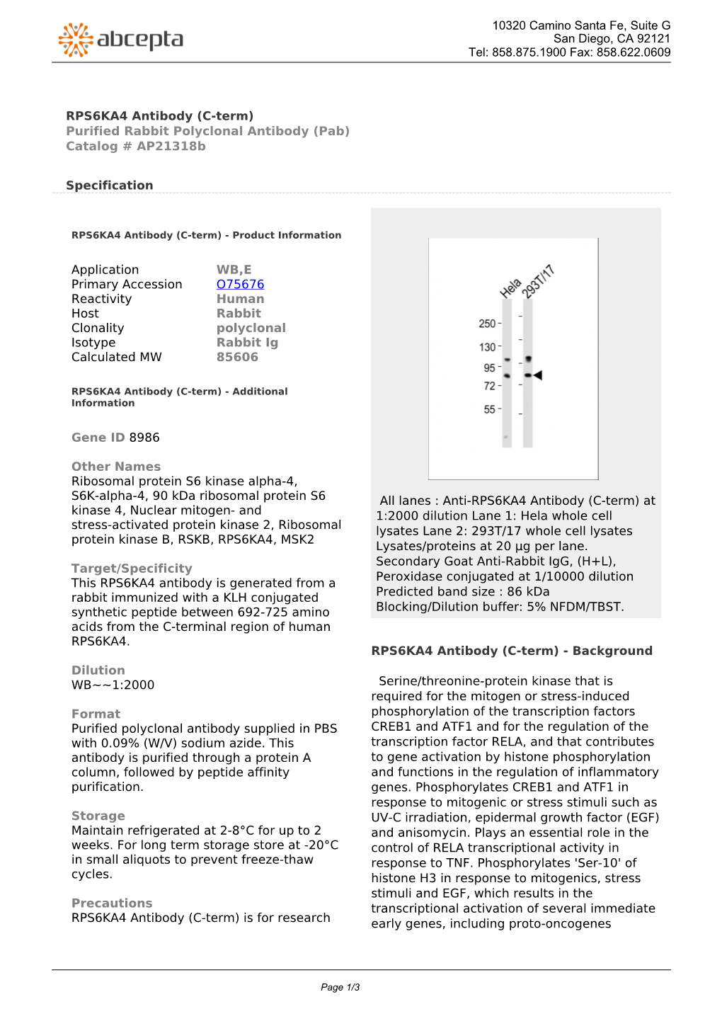 RPS6KA4 Antibody (C-Term) Purified Rabbit Polyclonal Antibody (Pab) Catalog # Ap21318b