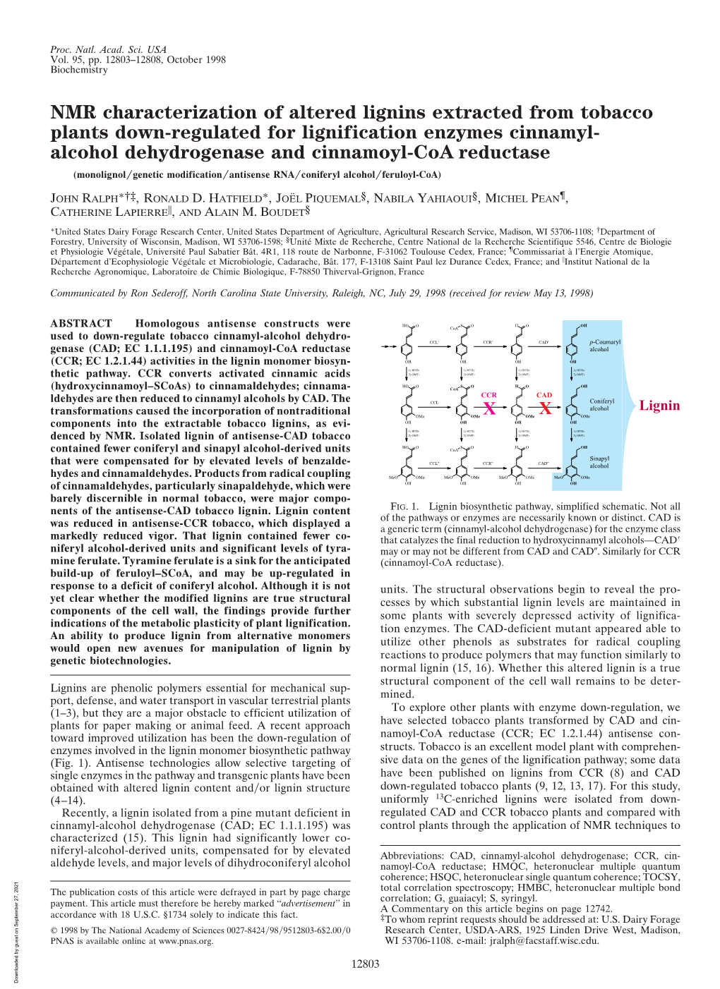 Alcohol Dehydrogenase and Cinnamoyl-Coa Reductase (Monolignol͞genetic Modification͞antisense Rna͞coniferyl Alcohol͞feruloyl-Coa)