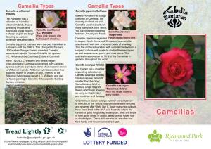 Camellia Walk