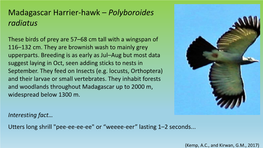 Madagascar Harrier-Hawk – Polyboroides Radiatus