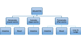 (Tape Worm) Intestine Trematodes