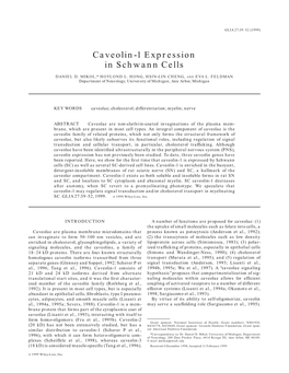 Caveolin-1 Expression in Schwann Cells