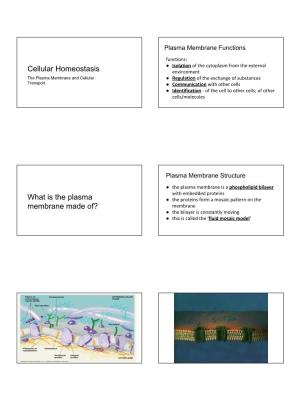Cellular Homeostasis What Is the Plasma Membrane Made