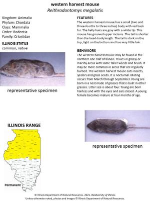 Western Harvest Mouse Reithrodontomys Megalotis