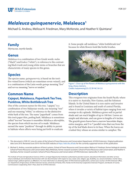 Melaleuca Quinquenervia, Melaleuca1 Michael G