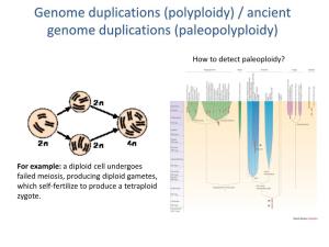 Polyploidy) / Ancient Genome Duplications (Paleopolyploidy