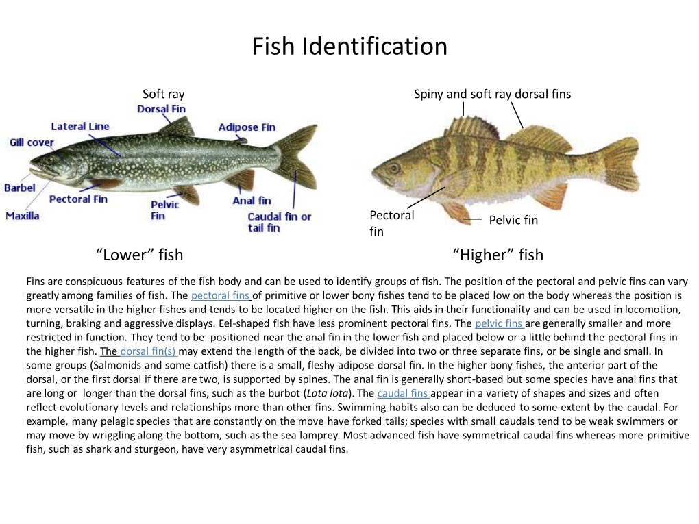 Fish Identification