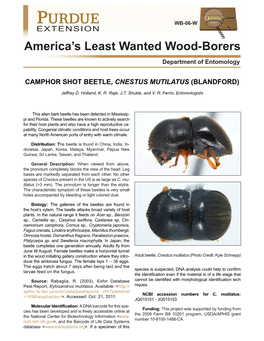 Camphor Shot Beetle, Cnestus Mutilatus (Blandford)