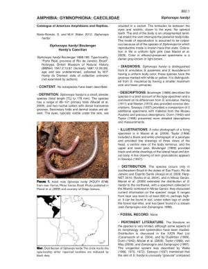 AMPHIBIA: GYMNOPHIONA: CAECILIIDAE Siphonops Hardyi