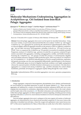 Molecular Mechanisms Underpinning Aggregation in Acidiphilium Sp. C61 Isolated from Iron-Rich Pelagic Aggregates