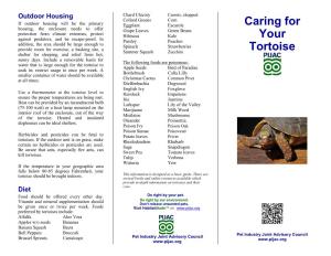 Caring for Your Tortoise