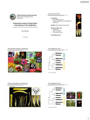 Comparative Analysis of Whole Flower Transcriptomes in the Zingiberales