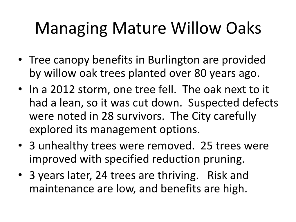 Managing Mature Willow Oaks