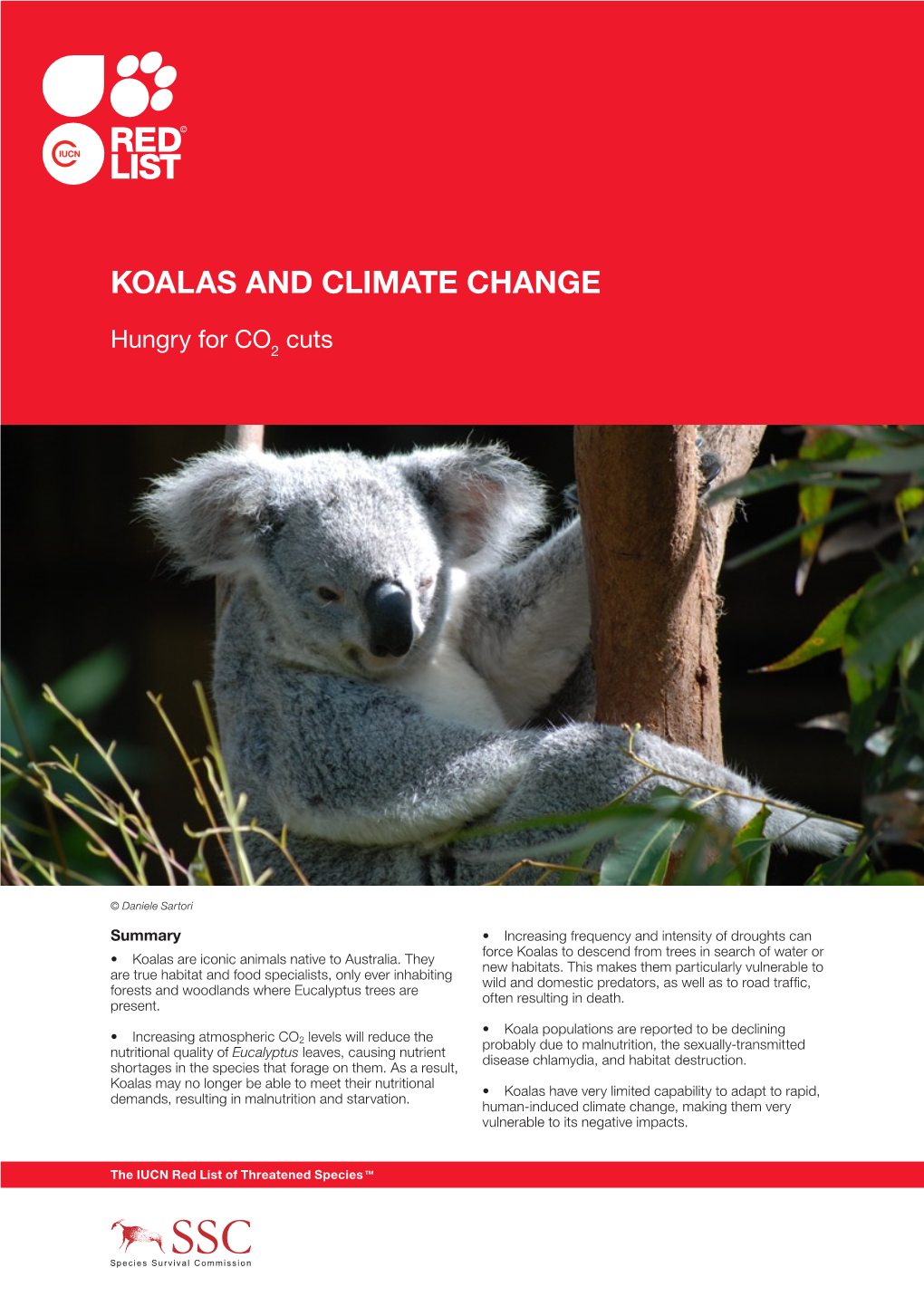 Koalas and Climate Change