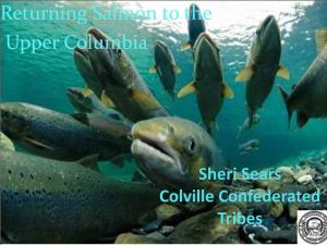 Returning Salmon to the Upper Columbia
