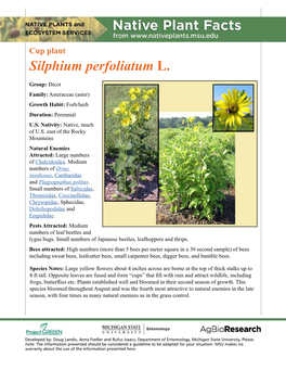 Cup Plant Silphium Perfoliatum L