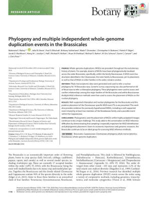 Phylogeny and Multiple Independent Whole‐Genome Duplication Events
