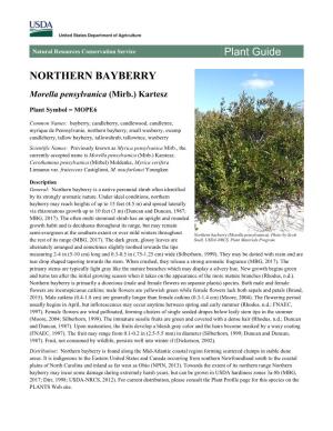 Northern Bayberry (Morella Pensylvanica) Plant Guide