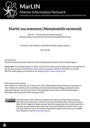 Starlet Sea Anemone (Nematostella Vectensis)