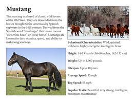 Mustang the Mustang Is a Breed of Classic Wild Horses of the Old West