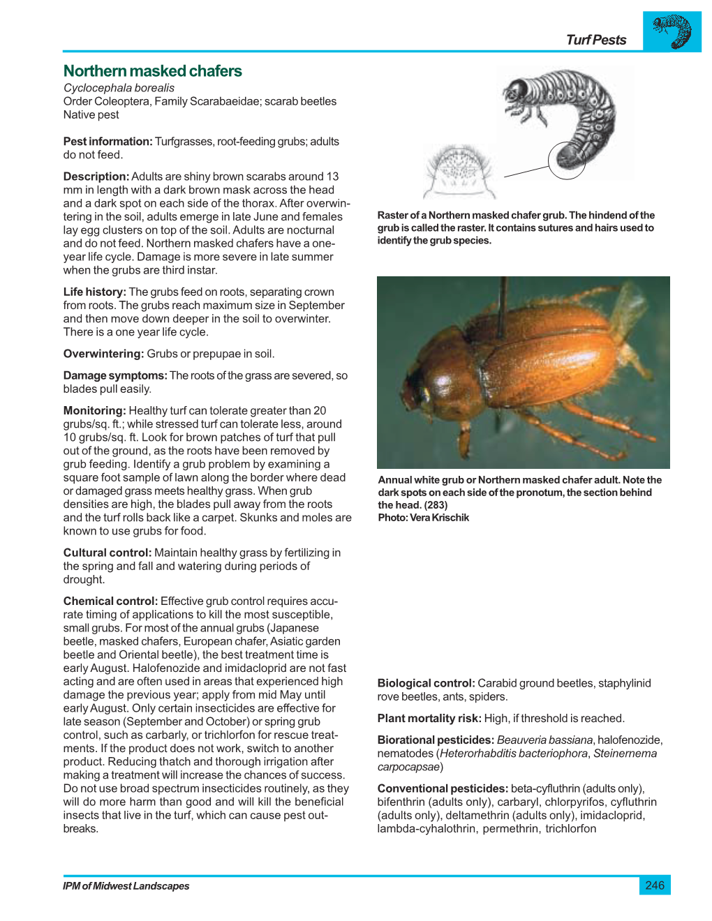 Northern Masked Chafers Cyclocephala Borealis Order Coleoptera, Family Scarabaeidae; Scarab Beetles Native Pest