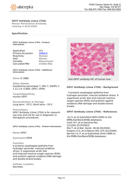 GPX7 Antibody (Clone 2704) Mouse Monoclonal Antibody Catalog # ALS11859