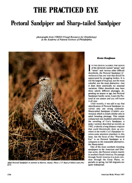 Pectoral Sandpiper and Sharp-Tailed Sandpiper