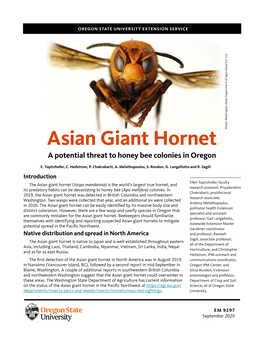 Asian Giant Hornet a Potential Threat to Honey Bee Colonies in Oregon