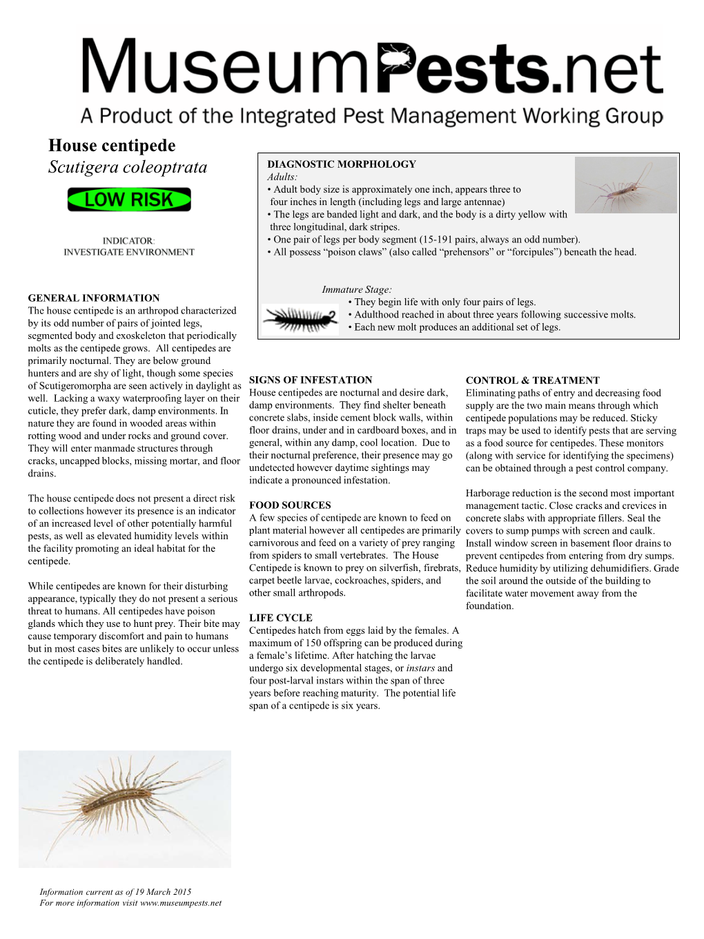 House Centipede Scutigera Coleoptrata