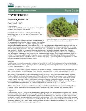 Coyotebrush, Baccharis Pilularis, Plant Guide