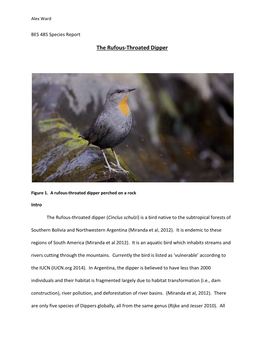 The Rufous-Throated Dipper