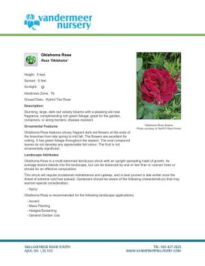 Vandermeer Nursery Oklahoma Rose