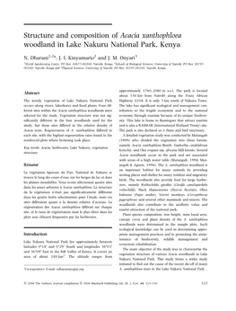 Acacia Xanthophloea Woodland in Lake Nakuru National Park, Kenya