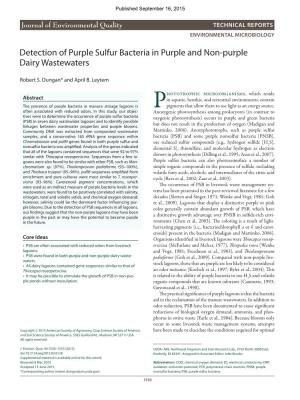 Detection of Purple Sulfur Bacteria in Purple and Non-Purple Dairy Wastewaters