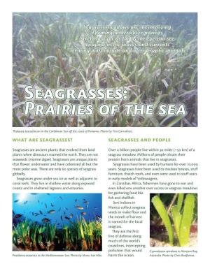 What Are Seagrasses? Seagrasses and People