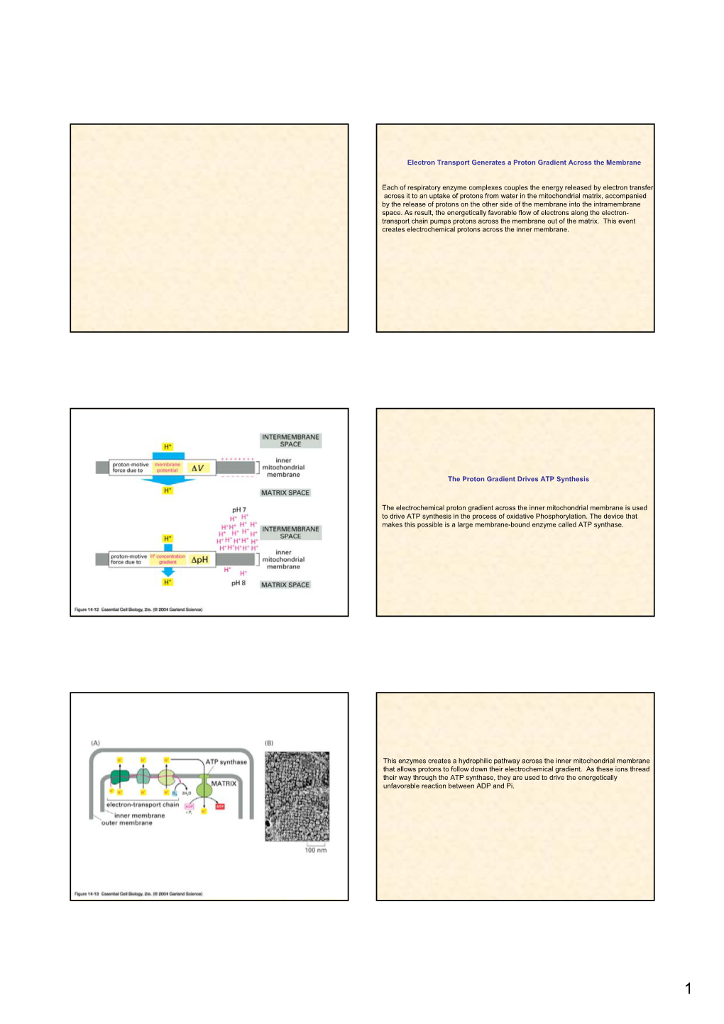 Electron Transport Generates a Proton Gradient Across the Membrane