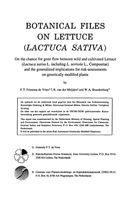 Lactuca Sativa