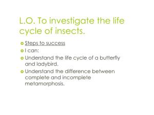 The Life Cycle of a Butterfly and Ladybird
