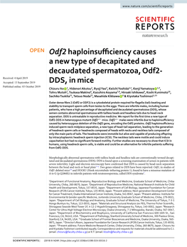 Odf2 Haploinsufficiency Causes a New Type of Decapitated and Decaudated Spermatozoa, Odf2-DDS, in Mice