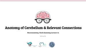 Anatomy of Cerebellum & Relevant Connections