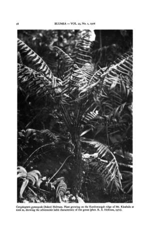 BLUMEA VOL. 23, No. 1, 1976 18 Coryphopteris Gymnopoda (Baker